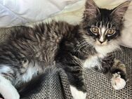 Maine Coon kitten weibchen - Daun