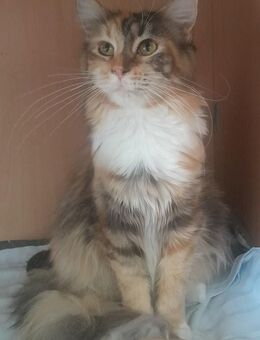 Maine Coon Mädel in black torbie white - Murrhardt