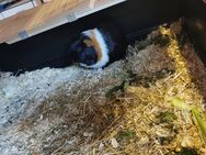 Meerschweinchen - Nortorf (Landkreis Rendsburg-Eckernförde)