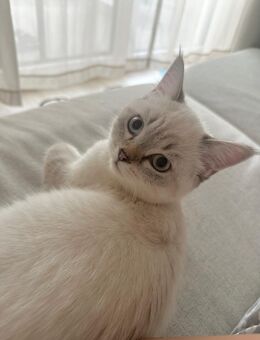 BKH Kitten - Schönefeld