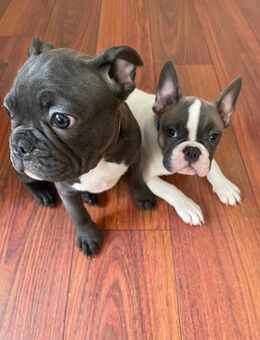 2 Süße Französische Bulldoggen Welpen suchen noch ihr Körbchen - Gelsenkirchen Erle