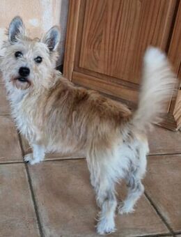 Lucy sucht ihr Fürimmerzuhause - Berlin