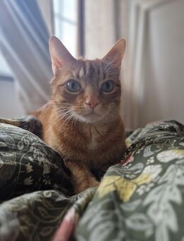 Kater sucht liebevolles zuhause - Oberhausen