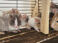 Degu Babys in 17337