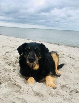 Delta - Frauenhund sucht Plätzchen - Obertshausen