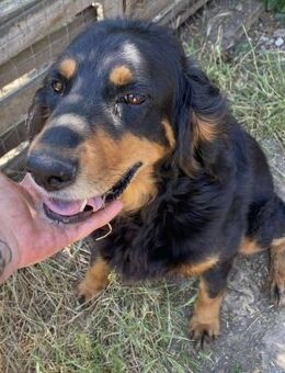 Ein gaaaanz großer Schatz ist MINKA - Overath