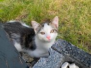 Kleiner süßer Kater sucht ein neues zu Hause - Döbeln