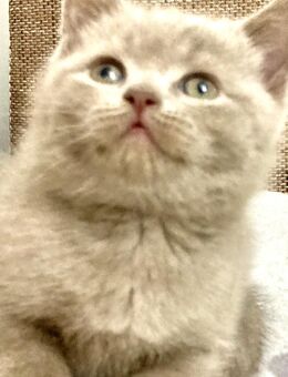 BkH Kitten/Junge Lilac reinrassig Vater Stammbaum - Bremen