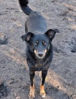 Diane - einfach nur lieb - Treia