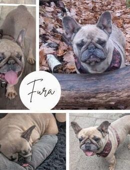 FURA PP Sanftes Mädchen sucht Liebe - Neustadt (Rübenberge)