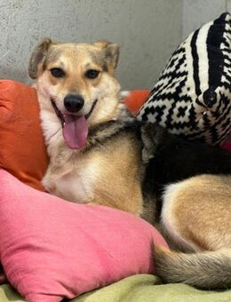 Die sanfte Nami sucht ihre Menschen - Gerlingen