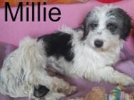 Millie mit Mollie in Kettenhaltung - Berlin