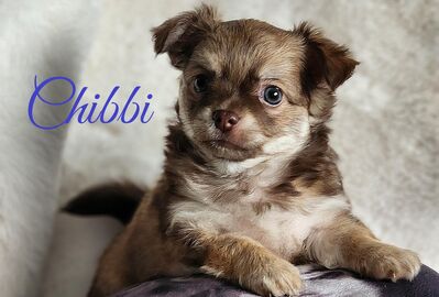 CHIHUAHUA LANGHAAR WELPE Auszugsbereit