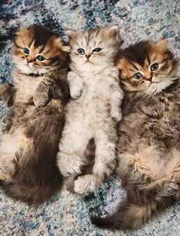 Süße Katzenbabys suchen ein liebevolles Zuhause - Bonn