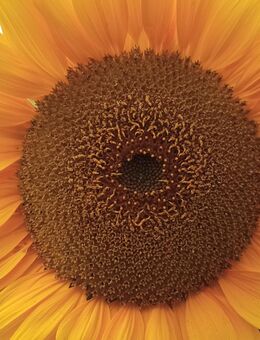 Gesucht wird ein Mischlingswelpe - Schwarmstedt