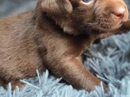 Labrador, Arbeitslinie, Welpen, Schoko - Warburg (Hansestadt)