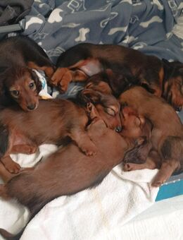 Zwerglanghaardackel Welpen - Kruft