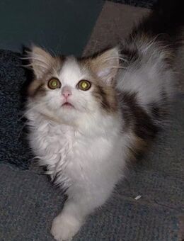 Reinrassiger Perserkater - Düsseldorf