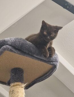 BKH Katze Schoki - Garmisch-Partenkirchen