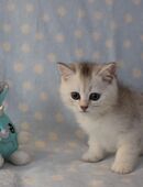 Reinrassige BKH Kitten in 21149