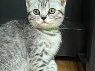 BKH Kitten in Silber Tabby - Altenmarkt (Alz)