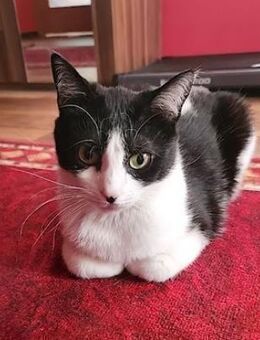 Einzelprinzessin sucht Kuschelplatz - Esslingen (Neckar)