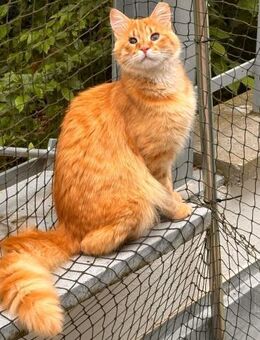 Leonardo aus dem Tierschutz - Grevenbroich