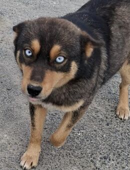 Kali - bald auf PS in Kempten - Ludwigshafen (Rhein)