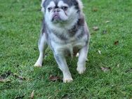 Französische Bulldogge zum decken (Husky gen) - Espelkamp