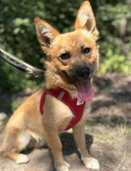 Zauberhafter kleiner Steven wünscht sich ein tolles Zuhause bei lieben Menschen mit allem Zipp und Zapp...... - Hünfelden