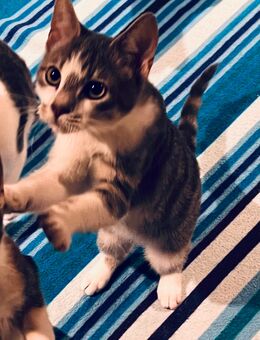 3 Kätzchen suchen liebevolle Familie - Hamburg Hamburg-Nord