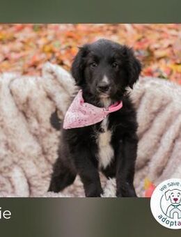 Jolie: Hundekind sucht ein Zuhause - Kirchzell