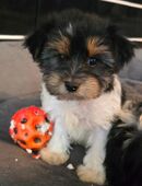 Yorkshire Terrier Welpen in der Farbe Black and tan und Biewer Nähe Dresden in 01900
