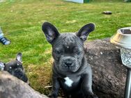 Sportlicher Franz Bulldoggen Welpe - Altenberge