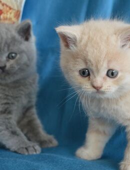 Reinrassige BKH Kitten - Nümbrecht