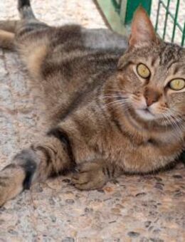 Hübscher getigerter Kater Nilo - Bad Camberg
