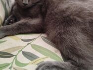 Britisch Kurzhaar Mix Kater sucht neues Zuhause - Magdeburg