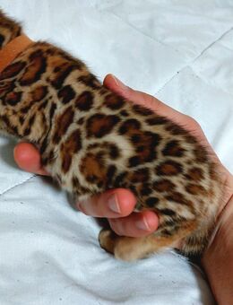 Bengal Katze - Essen