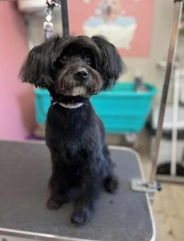 🐾 Cuki 8jähriger kleiner Herzensbrech - Kassel