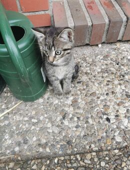 Kleinen Kater abzugeben - Bredstedt Zentrum