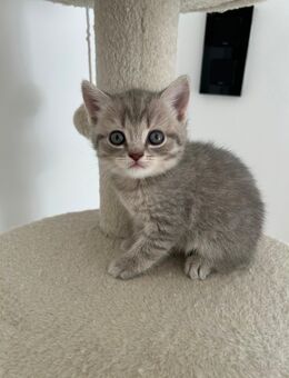 BKH Kitten - Olpe