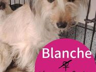 Blanche 1 Jahr 32 cm - Finning