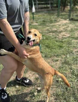 Wendy sucht ihr Körbchen - Nordwalde