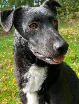 Elsie 💗 wartet in 09648 Mittweida - Hamburg