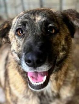 JOELINA super lieb und verschmust 49 cm - Rösrath