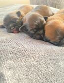 Pekinesen Welpen in 39615