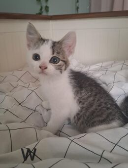 Mix Kitten - Hamm