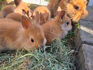 Löwenköpfchen Zwergkaninchen Jungtiere abzugeben - Giersleben