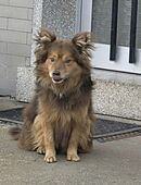 Hi! Ich bin Teddy und suche mein für immer Zuhause in 63924