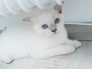 schöne Babykatze zu verkaufen - Nersingen